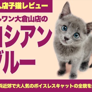 【 ロシアンブルー 】凛とした姿は神秘的!静けさに咲くロシアの青い貴族!