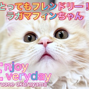 【 ラガマフィン 】朝の可愛い挨拶！愛嬌たっぷりのモフモフニャンコをリポート！