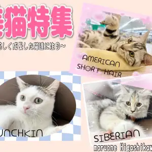 【 にゃんこ特集 】可愛いから美しいに変化を遂げたにゃんこをご紹介!