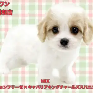 【 キャバション 】ビションとキャバリアの希少なMIXが埼玉浦和に登場!