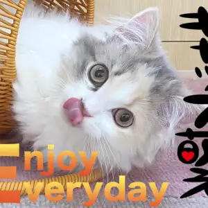 【 スコティッシュフォールド 】ギャップにキュンさせてくれるスコにゃん