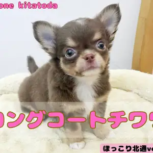 【 ほっこり北通vol.170 】小さめチワワ入店!!