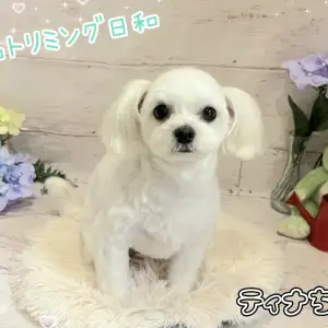 【 城山トリミング 】城山トリミング日和 No.23『ティナちゃん』