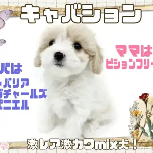 【 キャバション 】キャバリア×ビション!抜群の可愛さはまさに縫いぐるみ!