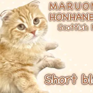 【 スコティッシュフォールド 】遊ぶのが大好きな太陽のように明るい男の子!