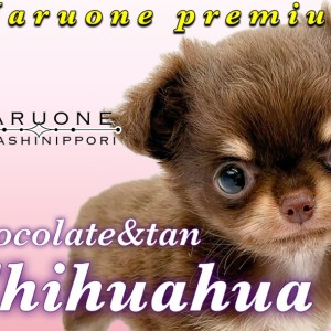 【 チワワ 】カワイイ&人気要素を全て詰め込んだ奇跡のプレミアムチョコタンレディ
