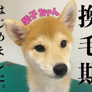 【 柴犬 】夏の風物詩!!ごっそり換毛期、はじめました。