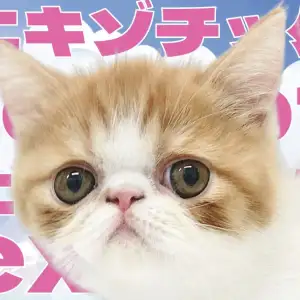 【 エキゾチック 】ぶちゃ顔の癖になる可愛さを横浜元町でご堪能あれ!