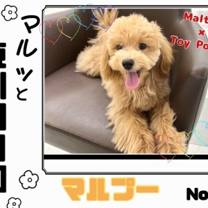 【 マルっと東川口日和No.25 】生後半年!お散歩練習中のマルプーくん!