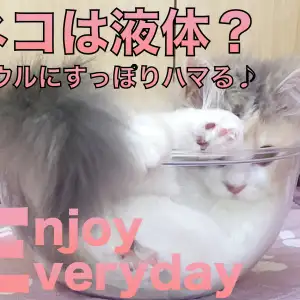 【 スコティッシュフォールド 】ネコは液体?すっぽりハマる姿に悶絶!!