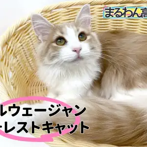 【 ノルウェージャン 】犬のような甘えん坊な性格に幸せホルモンが爆発必至!!