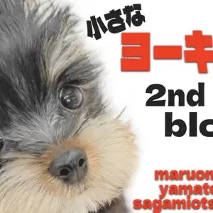 【 ヨークシャーテリア 】魅力のアップデートが止まらず!愛され顔の小さなヨーキー