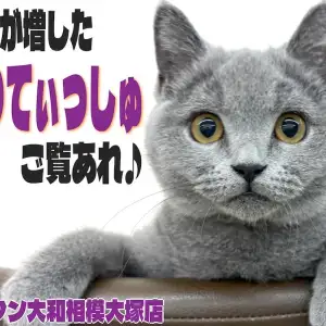 【 ブリティッシュ 】顔も体も丸さも大和市NO.1!?癒し系猫を迎えたいなら今!