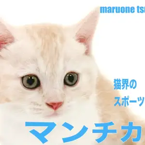 【 マンチカン 】愛嬌をたっぷり詰め込んだマンチカンちゃんの男の子!!