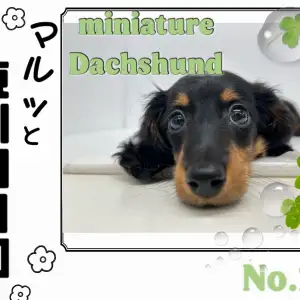 【 マルっと東川口日和No.27 】愛想抜群、甘えん坊ガールのダックスちゃん