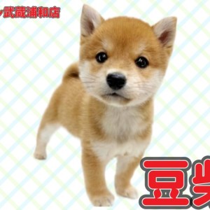 豆柴犬 】希少！生後50日で881g！白いまめ柴！ | マルワンBLOG