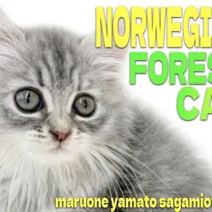 【 ノルウェージャン 】可愛さと優美さを兼ね備えたブルーカラーのアニメ顔女子!