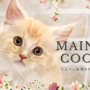 【 メインクーン 】穏やかな性格が人気の大型にゃんこ!板橋練馬エリアに登場!