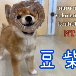 【 豆柴 】豆柴君の生後3ヶ月の成長記録とトイレトレーニングのコツをご紹介!