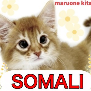 【 ソマリ 】才色兼備で魅力満載な小さな天使！ソマリの女の子入店！