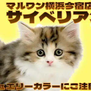 【 サイベリアン 】温厚にゃんこ代表！宝石のように美しい毛色の甘えん坊な女の子！