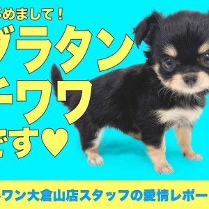 チワワ 】クリーム・小さめ・チャンピオン直仔！短足2頭身BODYの