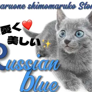 【 ロシアンブルー 】究極の美しさと可愛さと甘えん坊さを持ち合わせたプリンセス