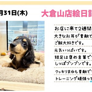 マリー☆ダックスフントとほねっこのストラップ　他全7点 マリー様専用☆ダックスフントとほねっこのストラップ 他全7点