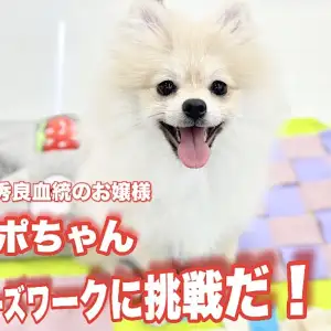 【 ポメラニアン 】最優秀良血統のお嬢様がノーズワークに初挑戦！結果はいかに？！