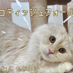 【 スコティッシュフォールド 】スキンシップが大好きすぎる甘えん坊な女の子!
