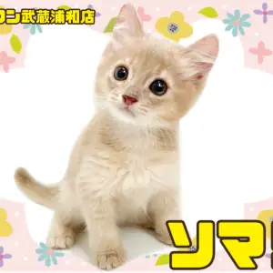 【 ソマリ 】パパがZCCトリプルチャンピオンの男の子が埼玉浦和に登場