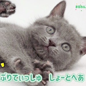 【 ブリティッシュショートヘア 】 まんまるお顔のツンデレ王子が井の頭線高井戸に降臨