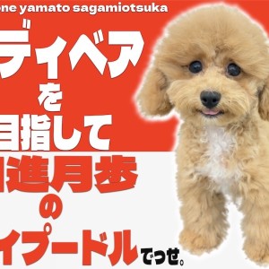 【 トイプードル 】生後4か月!ナチュラルテイルのトイプーの2ndブログ!