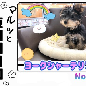 【 マルっと東川口日和No.52 】動く宝石!世界一の美しさを持つ小さなヨーキー