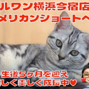 【 アメリカンショートヘア 】シルバータビーが美しい生後5ヶ月のおっとり美少女!