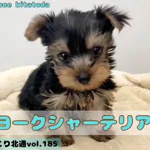 まるちわわんさま専用です まるちわわんさま 専用です マルワンのMIX一覧 | ペットショップ