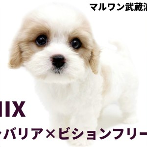 【 キャバション 】キャバリアとビションの希少なMIXが埼玉浦和に登場!