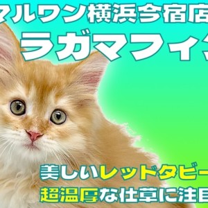 【 ラガマフィン 】寝顔も可愛いレッドタビーが美しい超温厚な癒し系男の子!