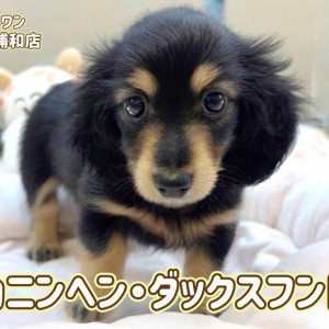 【 カニンヘン・ダックスフント 】ブラックタンカラーの小柄な女の子が浦和に登場