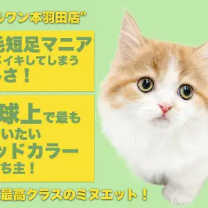 【 ミヌエット 】オンリーにゃん感満載!夫婦で楽しもう短足美女生活!