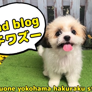 【 MIX 】ルックスも性格もいいとこ取り!注目のチワズーくん成長中!