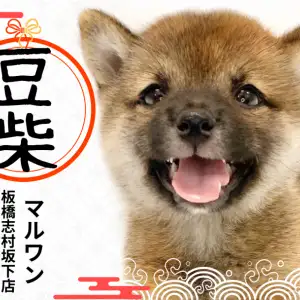 【 豆柴 】可愛いだけじゃない!安心ポイントも詰まった豆柴の女の子が板橋区に!