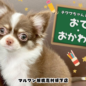 【 犬のしつけ 】誰でも簡単!チワワちゃんと基本的なコマンドの教え方を解説!