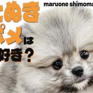 ♡ぽんぽこたぬきさま♡オーダーページ ♡ぽんぽこたぬき様オーダーページ♡ ♡ぽんぽこたぬきさま
