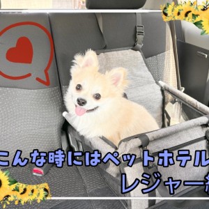 【 こんな時にはペットホテルを 】ペットホテル活用法!神奈川県からのレジャー編