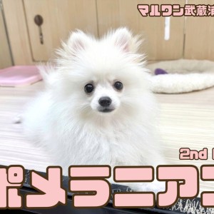 【 ポメラニアン 】涙やけのないクリームカラーが魅力の小柄な男の子!