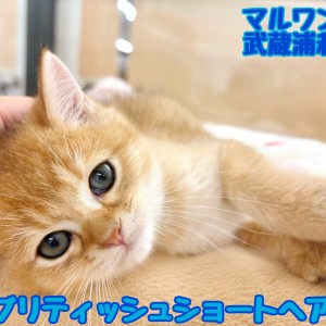 【 ブリティッシュショートヘア 】超希少色!ゴールドの男の子が埼玉浦和に登場