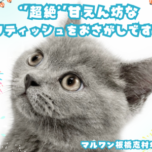【 ブリティッシュショートヘア 】超甘えん坊な性格で皆が虜に!ブリくんをご紹介!