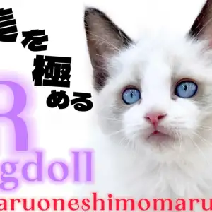 【 ラグドール 】気品とあどけなさを持ち合わせた穏やかな大型猫種の男の子!