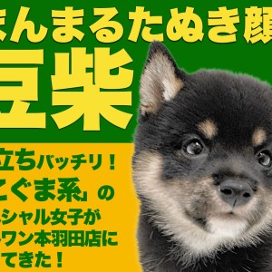 【 豆柴 】ウルトラ級の丸顔こぐま系!大人気黒豆柴が東京大田区に出現だ!